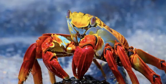 Luna de Miel en Ecuador con Galápagos