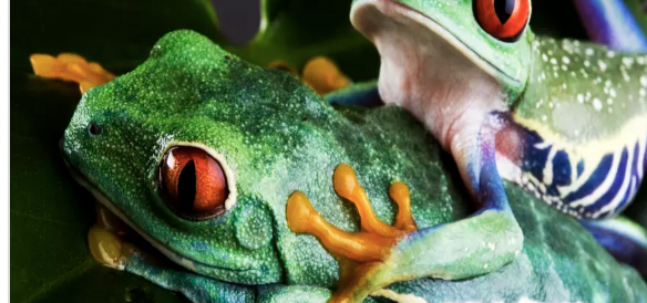 Luna de Miel in Costa Rica (with excursions included)